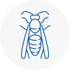 Wootton Wasp Nest Removal